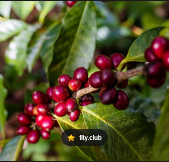 Matas de café